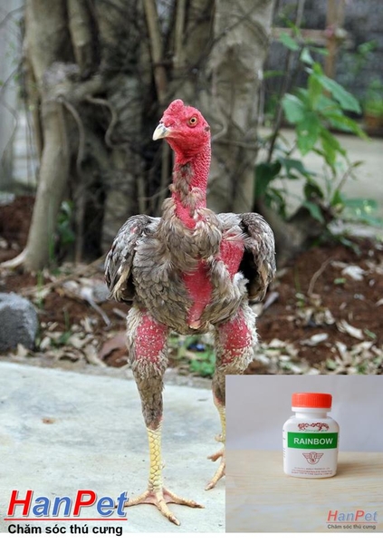 (Thuốc gà CHỌI) Tăng cơ bắp gà chọi, thuốc bổ cơ cho chiến kê, gà đá RAINBOW dạng thuốc uống 100v/lọ- MADE IN THAILAND (Hanpet tang co)