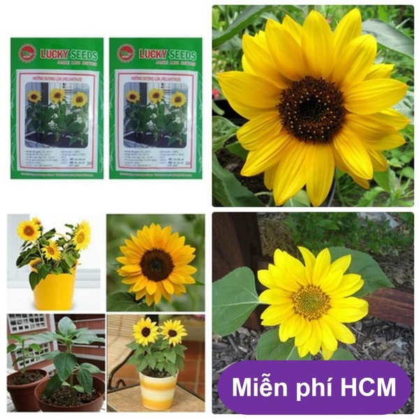 HP - (HOA TRONG NHÀ) Hạt giống Hướng Dương Lùn - Thuần hóa Phù hợp khí hậu Việt Nam - HP1511003LV
