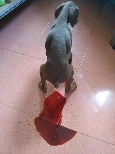 Que test bệnh PARVO và CARE cho chó (hanpet que test) dụng cụ phòng khám chó mèo / que thử bệnh parvo tại nhà / test bệnh care