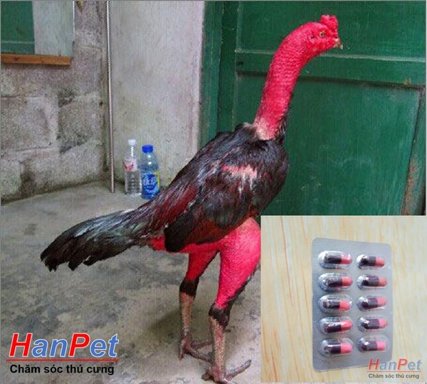 (Thuốc gà CHỌI) kích thích mọc lông gà, ra lông gà chọi, cứng lông gà đá dạng vỉ 10viên nhộng UỐNG- MADEIN THAILAND (Hanpet moclong)