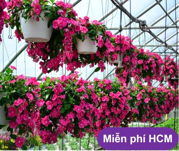 HP - (HOA TRONG NHÀ) Hạt giống Hoa dừa cạn - Thuần hóa Phù hợp khí hậu Việt Nam - HP1511006LV