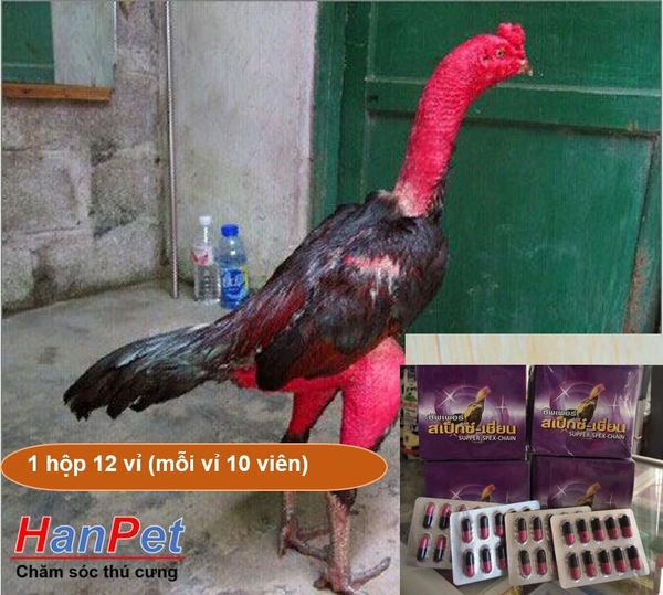 (Thuốc gà CHỌI) (Combo1 hộp 12 vỉ, mỗi vỉ 10 viên) kích thích mọc lông gà, ra lông gà chọi, cứng lông gà đá dạng viên nhộng UỐNG- MADEIN THAILAND (Hanpet moclong)