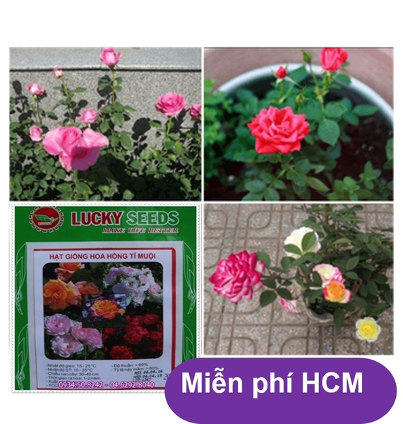 HP - (HOA TRONG NHÀ) Hạt giống hoa Hồng tỉ muội - Thuần hóa Phù hợp khí hậu Việt Nam - HP1511008LV