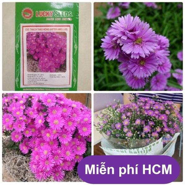 HP - (HOA TRONG NHÀ) Hạt giống hoa Thạch thảo- Thuần hóa Phù hợp khí hậu Việt Nam - HP1511009LV