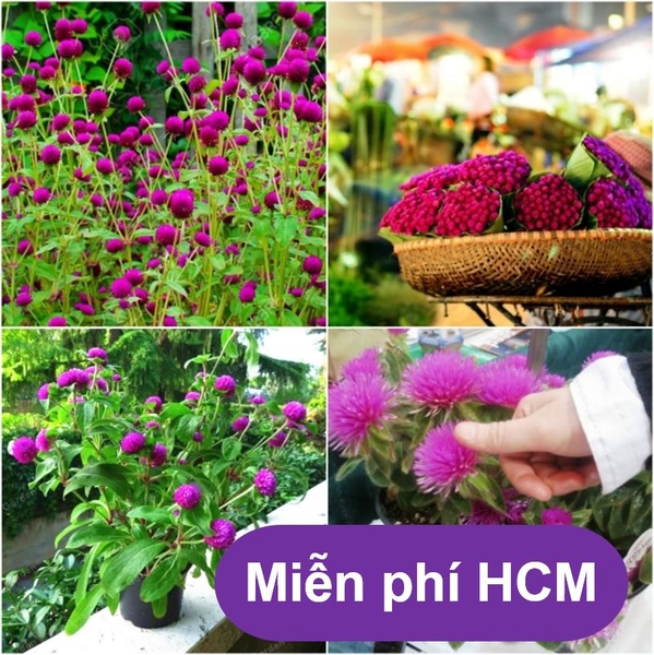 HP - (HOA TRONG NHÀ) Hạt giống Bách nhật đỏ - Bách nhật Tím - Thuần hóa Phù hợp khí hậu Việt Nam - HP1511004LV