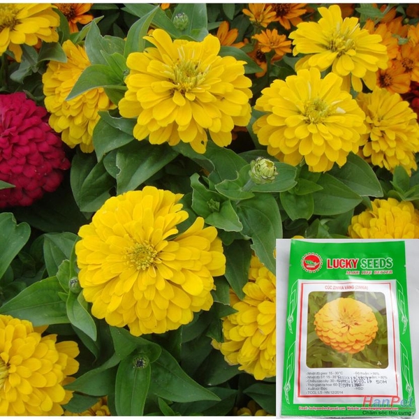 HP-(HOA TRONG NHÀ) Hạt giống Hoa cúc lá nhám Cúc cánh giấy - cúc zinnia (tCúc bông to màu vàng) Combo50 hạt phù hợp khí hậu nhiệt đới-HP10012LV