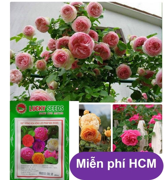 HP - (HOA TRONG NHÀ) Hạt giống hoa Hồng leo Pháp (Combo20 hạt bông lớn đủ màu) Thuần hóa Phù hợp khí hậu Việt Nam - HP1511007LV