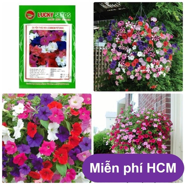 HP - (HOA TRONG NHÀ) Hạt giống Dạ yến thảo (100hạt) - Thuần hóa Phù hợp khí hậu Việt Nam - HP1511012LV