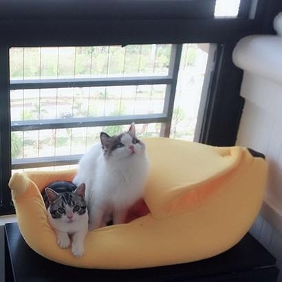 Nhà nệm chó mèo - Nệm cho mèo hình quả chuối có nắp đậy 3 size (Hanpet Nemchuoi 002) Nhà nệm nỉ cho chó mèo thú cưng