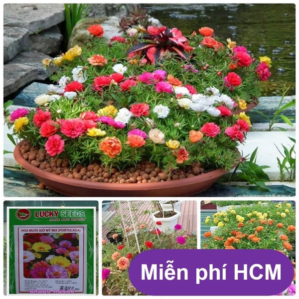 HP - (HOA TRONG NHÀ) Hạt giống hoa Mười giờ Mỹ- (gói 20 hạt)Thuần hóa Phù hợp khí hậu Việt Nam - HP1511010LV