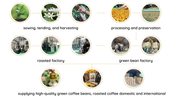 Coffee Production Process | Han Vinh Coffee