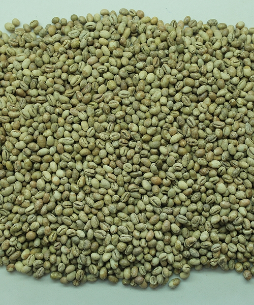 culi-robusta