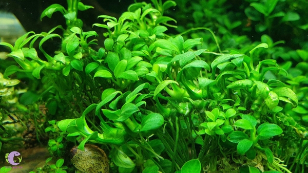 Bí Quyết Khắc Phục Tình Trạng Ráy Thủy Sinh Bị Rữa | Thủy Sinh Tím