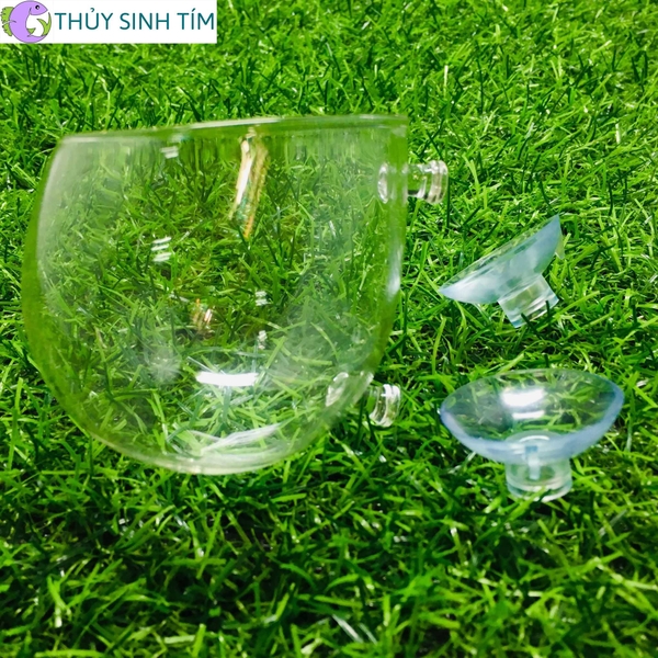 Cốc thủy tinh trồng cây thủy sinh 2