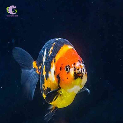 Cá Ranchu | Thủy Sinh Tím