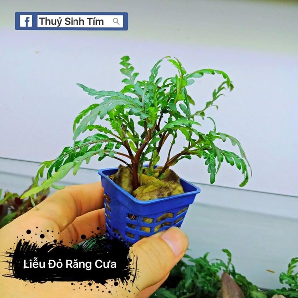 Cây Liễu Đỏ Răng Cưa | Thủy Sinh Tím