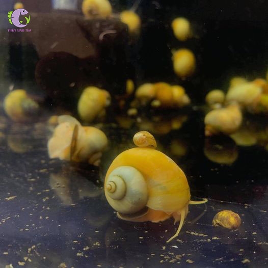 Ốc Táo (Tổng Hợp) | Thủy Sinh Tím