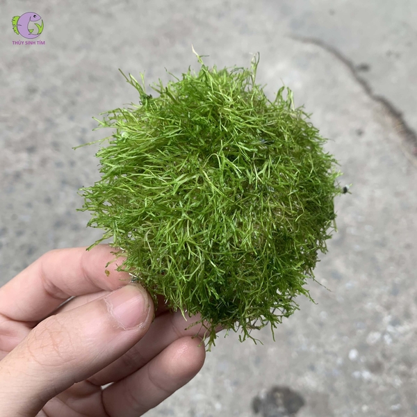 Cầu Rêu Rica | Thủy Sinh Tím