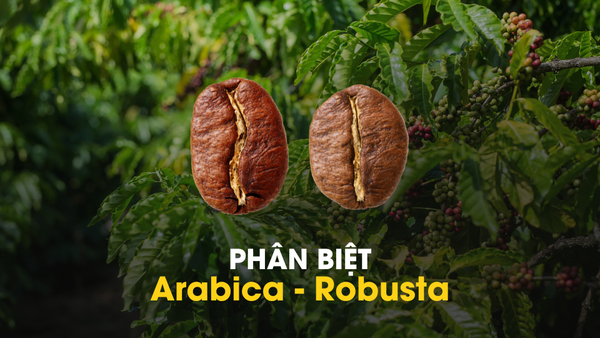 CÀ PHÊ VIỆT NAM: Phân biệt Arabica và Robusta chuẩn nhất