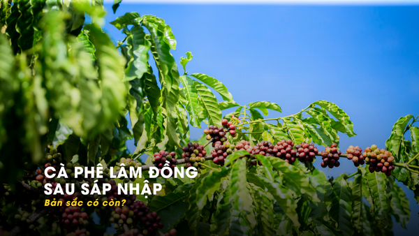 Cà phê Lâm Đồng sau sáp nhập: Bản sắc có còn?