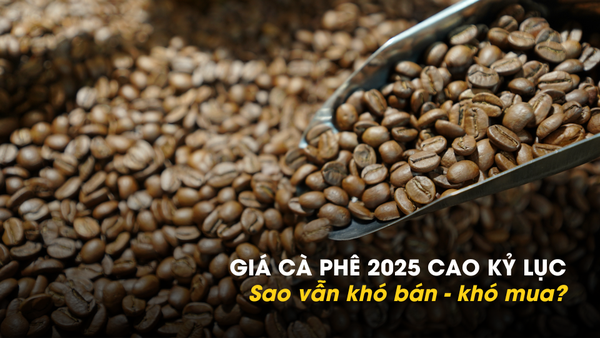 Giá cà phê 2025 cao kỷ lục: Vì sao đã khó bán lại khó mua?