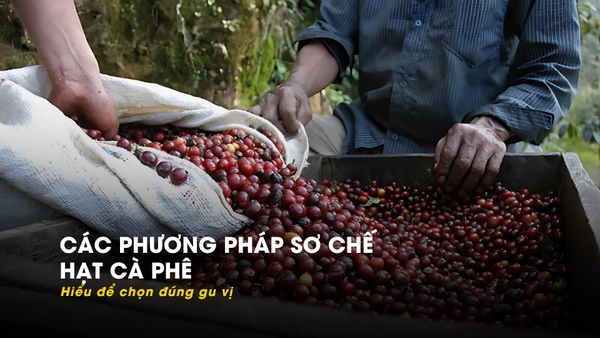 CÁC PHƯƠNG PHÁP SƠ CHẾ CÀ PHÊ - hiểu để chọn đúng gu vị