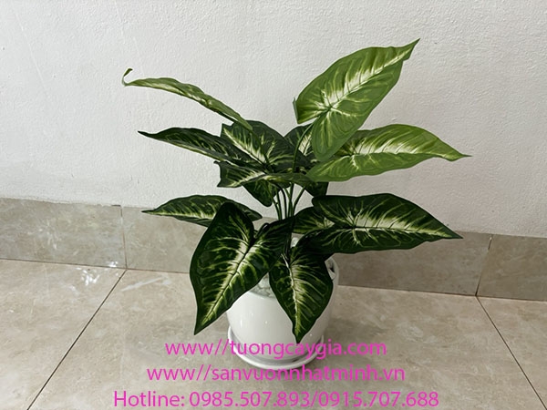 cung-cap-va-decor-cac-chau-cay-ngu-gia-bi-khoai-mon