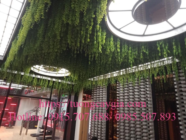 vuon-cay-day-leo-moc-nguoc-tai-trung-tam-the-hinh-gym-quang-trung-go-vap