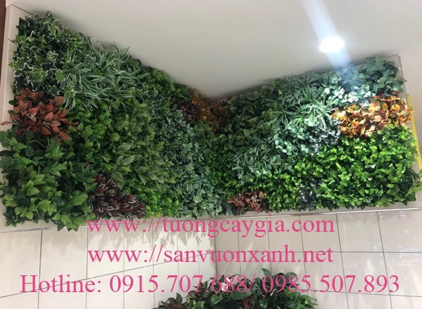 mau-tuong-cay-gia-dep-doc-la-chi-tai-tuong-cay-gia-tuong-co-gia-nhat-minh