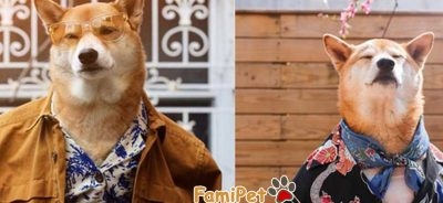 Hướng dẫn tự may phụ kiện quần áo chó mèo - FamiPet