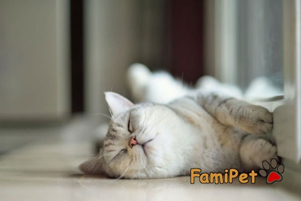 Nhận biết các dấu hiệu mèo bệnh để phòng chống kịp thời Famipet.vn Nhận Biết Các Dấu Hiệu Mèo Bệnh Để Phòng Chống Kịp Thời Famipet.Vn