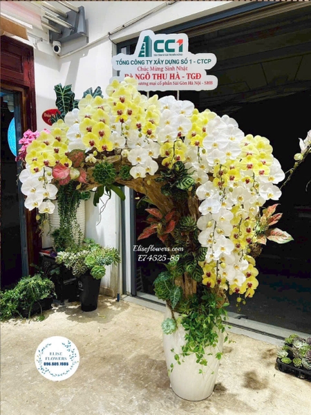 Cận cảnh lan hồ điệp trắng vàng kết hợp thân lũa tự nhiên | Elise Flowers