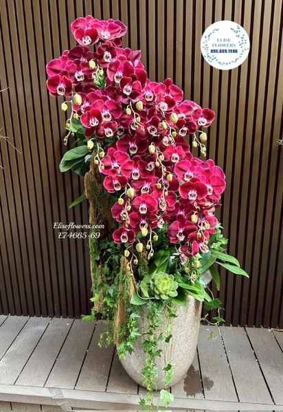 Chậu lan hồ điệp đỏ VIP làm quà tặng khai trương tại Hà Nội | Elise Flowers