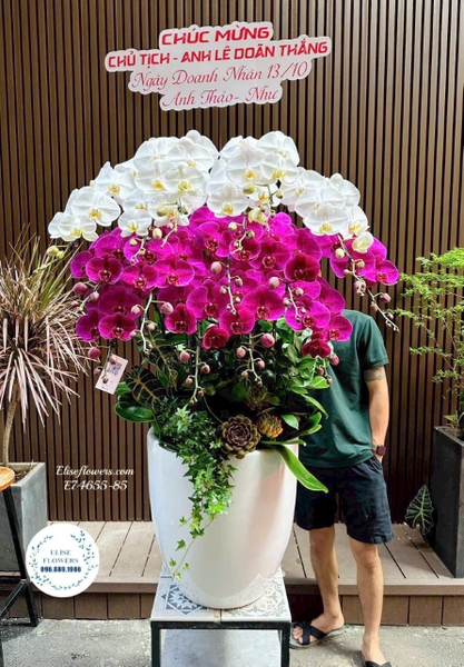 Hoa Lan Hồ Điệp 20/10 tại Hà Nội - Elise Flowers