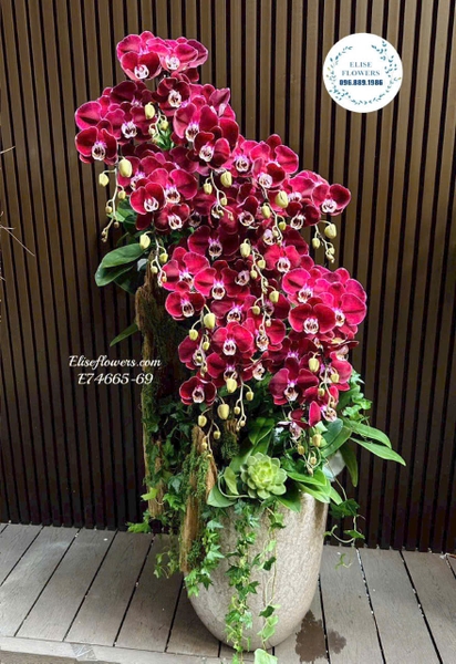 Chậu lan hồ điệp tone đỏ VIP sang trọng tại Hà Nội | Elise Flowers