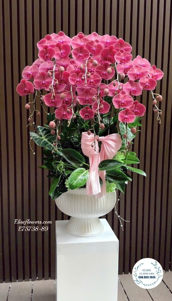 Chậu Lan Hồ Điệp Hồng Tặng Sếp Cao Cấp Tại Hà Nội | Elise Flowers