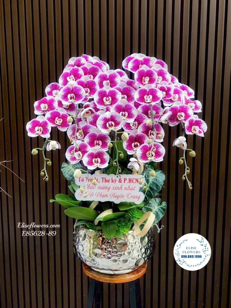 Chậu lan hồ điệp hồng tím tặng đối tác cao cấp tại Cầu Giấy | Elise Flowers
