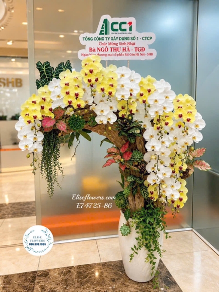 Lan Hồ Điệp Hà Nội | Elise Flowers