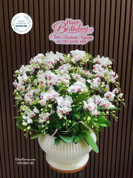 Lan hồ điệp mini trắng lưỡi hồng tặng 20/10 cao cấp tại Hà Nội | Elise Flowers