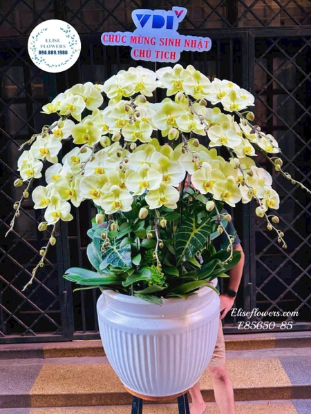 Chậu lan hồ điệp tặng doanh nhân 2026 - Elise Flowers