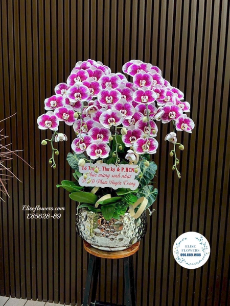 Đặt Lan hồ điệp hồng tím cao cấp tặng đối tác tại Hà Nội | Elise Flowers