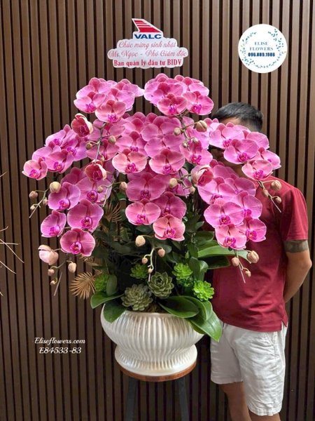 Chậu lan hồ điệp tặng sếp tại Ba Đình, Hoàn Kiếm Hà Nội | Elise Flowers
