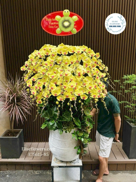 Chậu Lan Hồ Điệp Tone Vàng Tặng Sếp - Elise Flowers