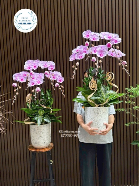 Chậu lan hồ điệp tím cao cấp tặng sếp và đối tác tại Hà Nội | Elise Flowers