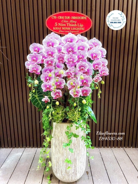 Chậu lan hồ điệp tím mừng thành lập công ty cao cấp tại Hà Nội | Elise Flowers
