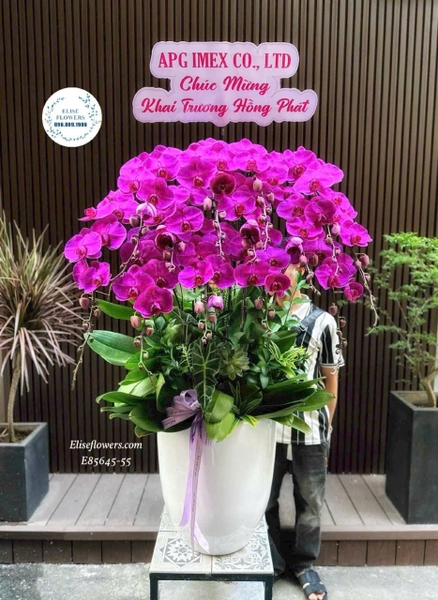 Lan Hồ Điệp Tím Tại Tây Hồ - Elise Flowers