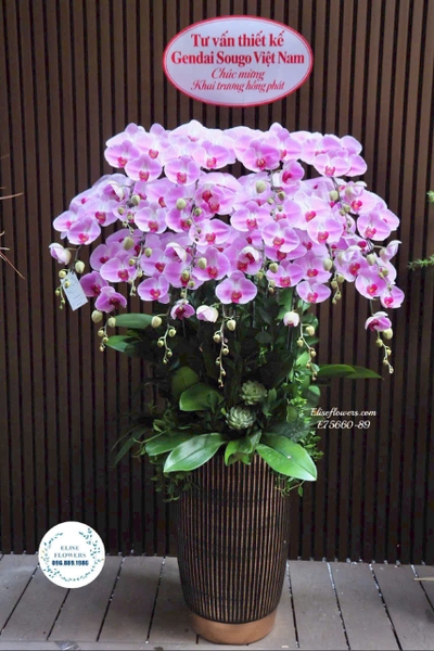 Chậu Lan Hồ Điệp Tím Nhiều Cành | Elise Flowers