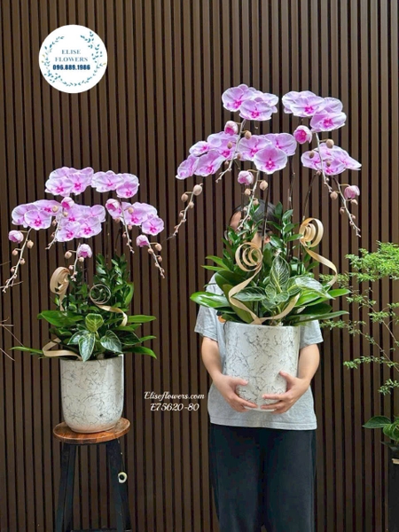 Lan Hồ Điệp Tặng Đối Tác - Elise Flowers