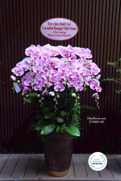 Chậu Lan Hồ Điệp Tím Cao Cấp Tại Ba Đình | Elise Flowers