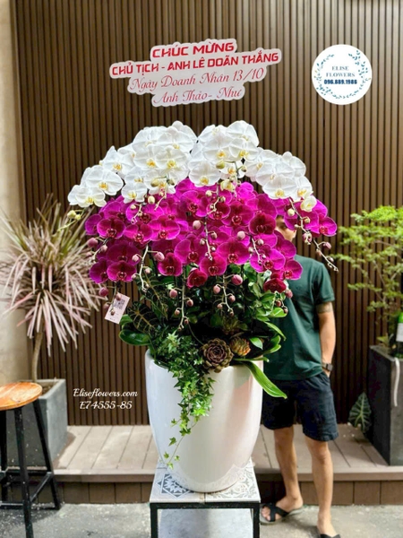 Hoa lan hồ điệp tím trắng - Elise Flowers